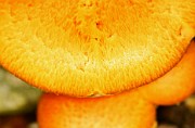 Pholiota limonella cf