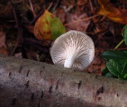 Pleurocybella porrigens
