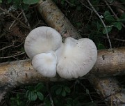 Pleurotus pulmonarius