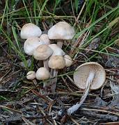 Psathyrella candolleana