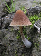 Psathyrella cernua