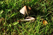 Psathyrella sp. 01