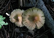 Pseudospermum rimosum