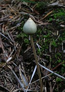 Psilocybe semilanceata