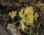 Ramaria eumorpha