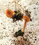 Rickenella fibula