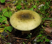 Russula aeruginea