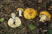 Russula claroflava
