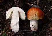 Russula decolorans