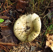 Russula delica