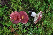 Russula erythropoda