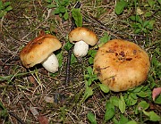 Russula foetans