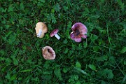 Russula postiana