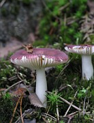 Russula sp. 01 (amethystina)