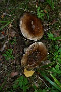 Russula sp. 03 (adusta)