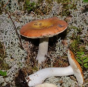 Russula sp. 03 (roseipes)