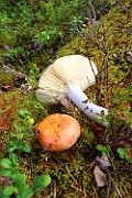 Russula velenovskyi