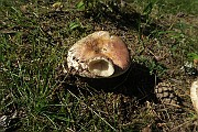 Russula vesca