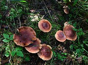 Tricholoma fulvum