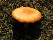 Tricholomopsis decora