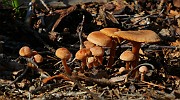 Tubaria cf hiemalis