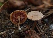 Tubaria conspersa