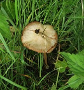 Volvopluteus gloiocephalus