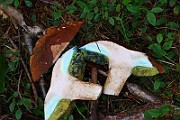 IMG_0867