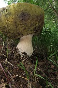 IMG_0217
