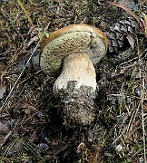 IMG_0061