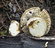 IMG_0062