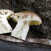IMG_0063