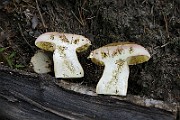 IMG_0064