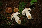 IMG_0324
