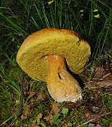 IMG_2093
