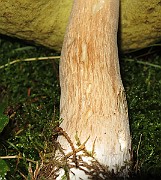 IMG_7685