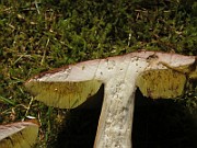 IMG_7689