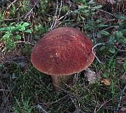 IMG_7570