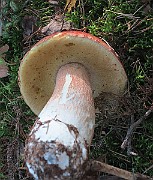 IMG_7576