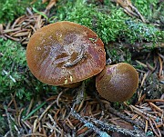 IMG_0346