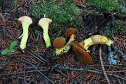 IMG_0349