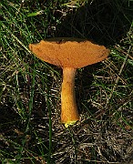 IMG_0377