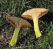 IMG_0378
