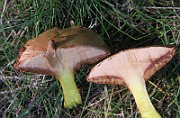 IMG_0382