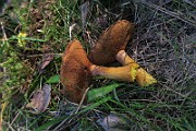 IMG_0383