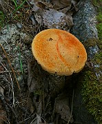 IMG_1949
