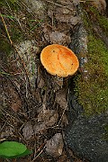 IMG_1950