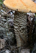 IMG_1951