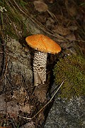 IMG_1954