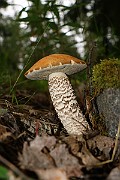 IMG_1955